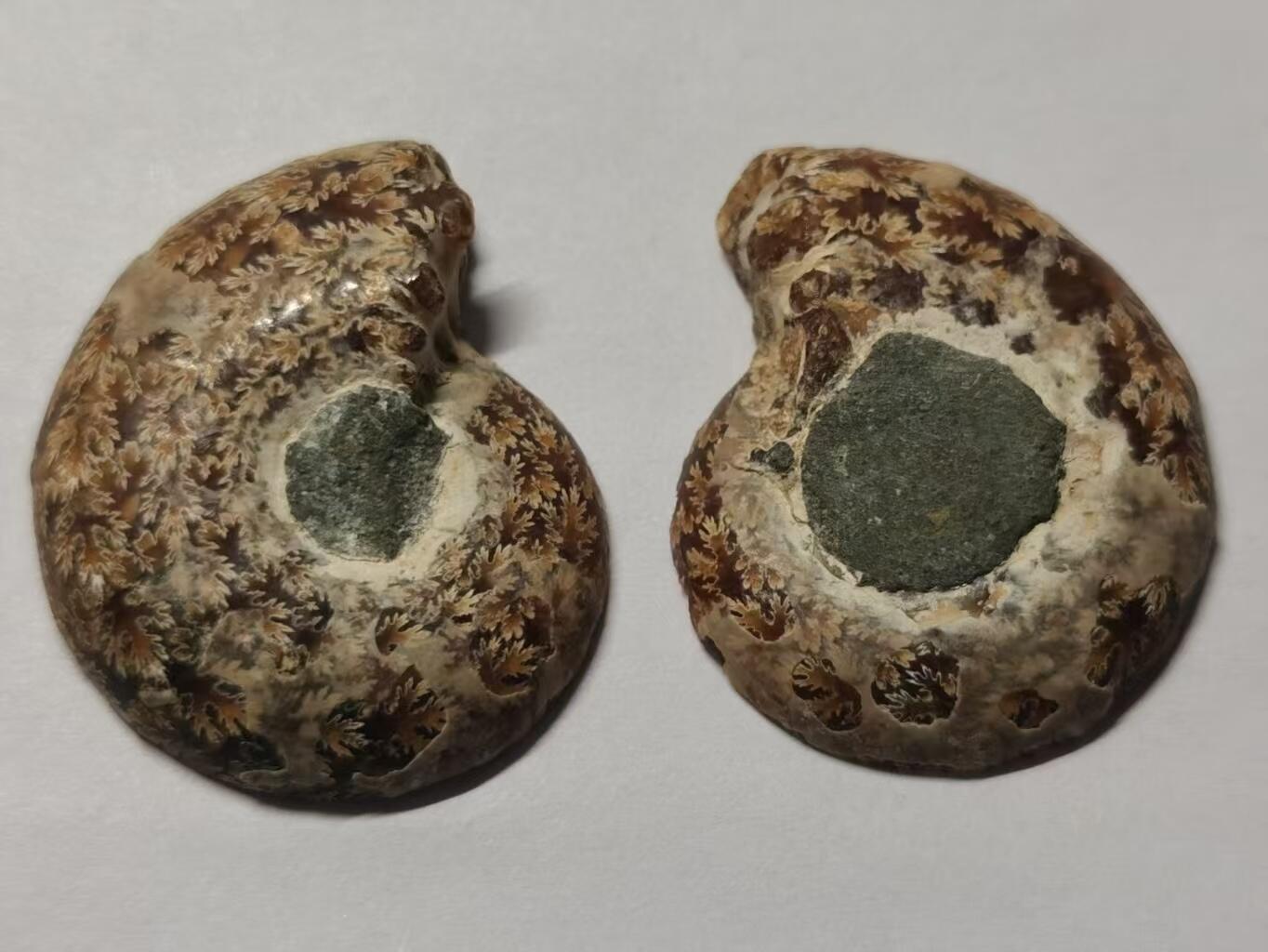 七河·世界币章水晶矿标化石杂件小拍（总第42期）（周一结标） 藏家出品X796（8）马达加斯加中生代菊石化石对开品 本件拍品由合作藏家负责邮寄