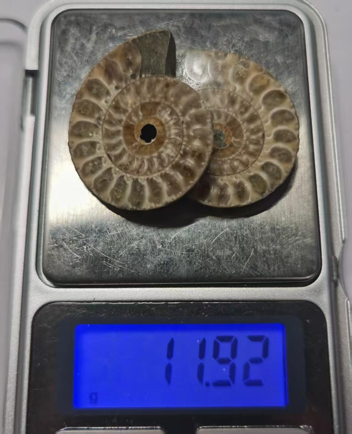 七河·世界币章水晶矿标化石杂件小拍（总第42期）（周一结标） 藏家出品X797（8）马达加斯加中生代菊石化石对开品 本件拍品由合作藏家负责邮寄