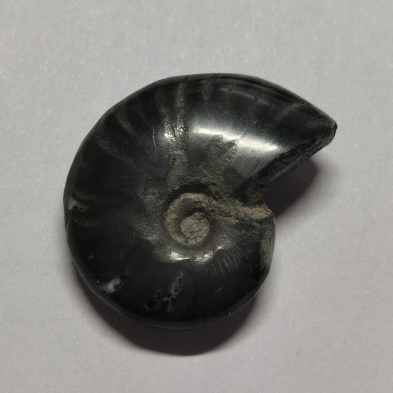 七河·世界币章水晶矿标化石杂件小拍（总第42期）（周一结标） 藏家出品X802（2）马达加斯加中生代菊石化石 本件拍品由合作藏家邮寄