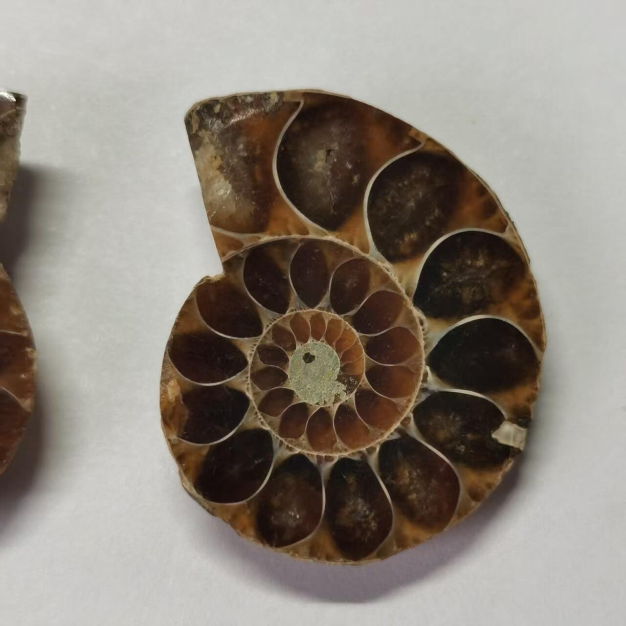 七河·世界币章水晶矿标化石杂件小拍（总第42期）（周一结标） 藏家出品X788（8）马达加斯加中生代菊石化石对开品 本件拍品由合作藏家负责邮寄