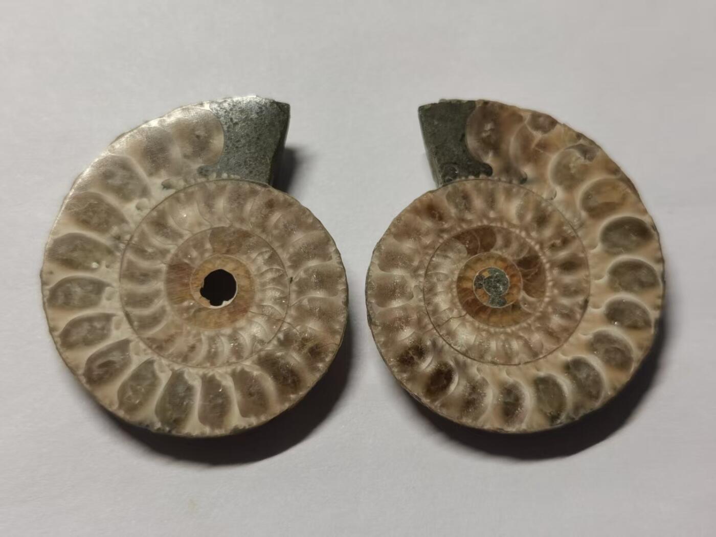 七河·世界币章水晶矿标化石杂件小拍（总第42期）（周一结标） 藏家出品X797（8）马达加斯加中生代菊石化石对开品 本件拍品由合作藏家负责邮寄