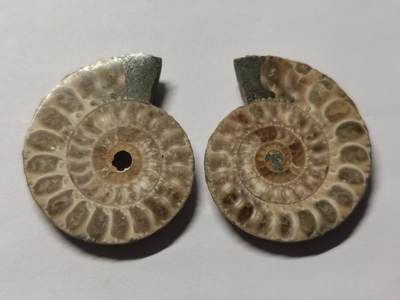 七河·世界币章水晶矿标化石杂件小拍（总第42期）（周一结标） - 藏家出品X797（8）马达加斯加中生代菊石化石对开品 本件拍品由合作藏家负责邮寄