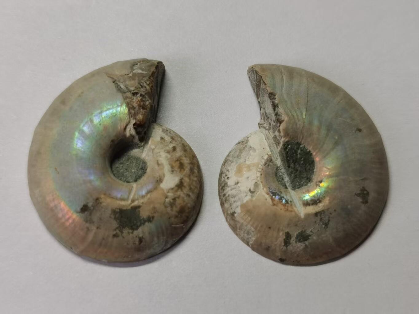 七河·世界币章水晶矿标化石杂件小拍（总第42期）（周一结标） 藏家出品X790（8）马达加斯加中生代菊石化石对开品 本件拍品由合作藏家负责邮寄