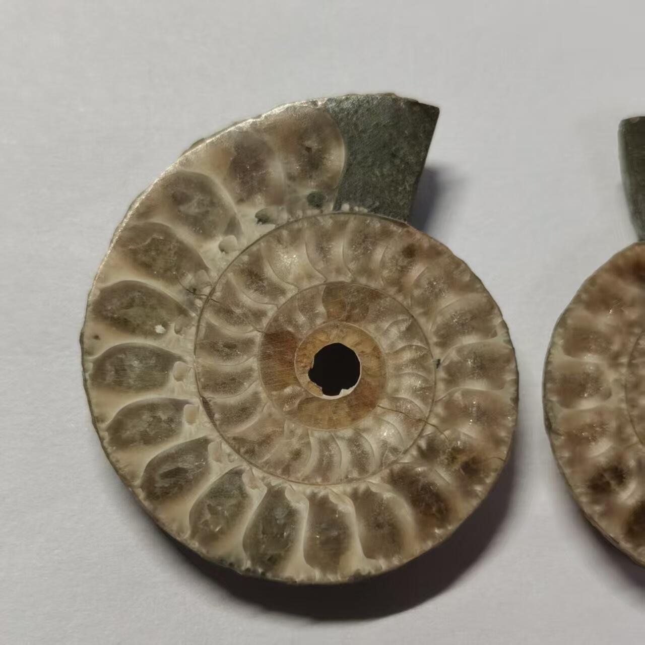 七河·世界币章水晶矿标化石杂件小拍（总第42期）（周一结标） 藏家出品X797（8）马达加斯加中生代菊石化石对开品 本件拍品由合作藏家负责邮寄