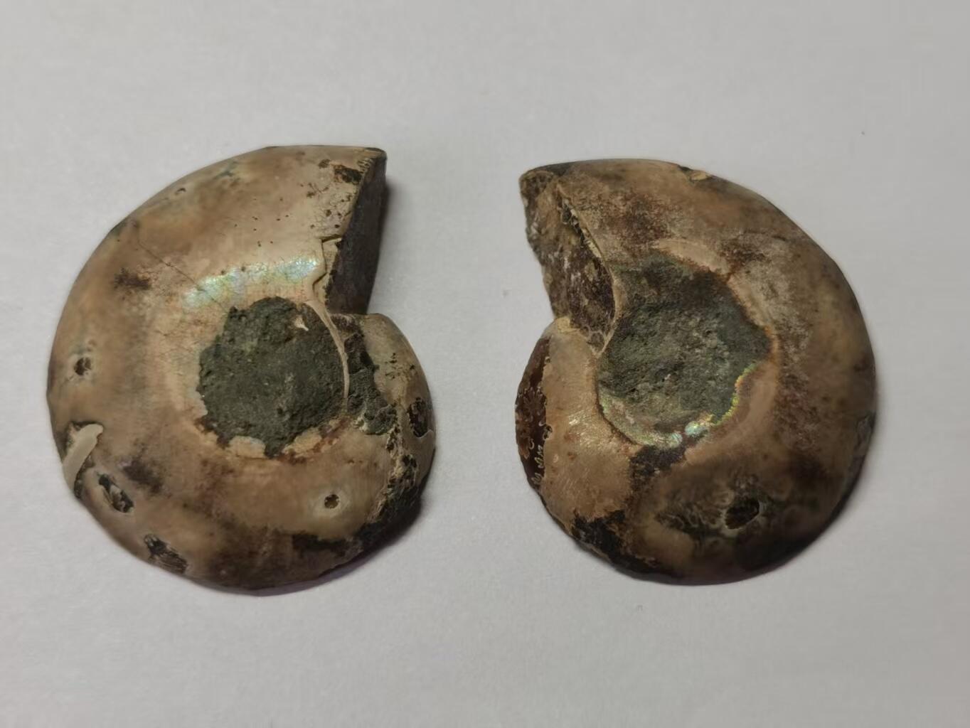 七河·世界币章水晶矿标化石杂件小拍（总第42期）（周一结标） 藏家出品X788（8）马达加斯加中生代菊石化石对开品 本件拍品由合作藏家负责邮寄