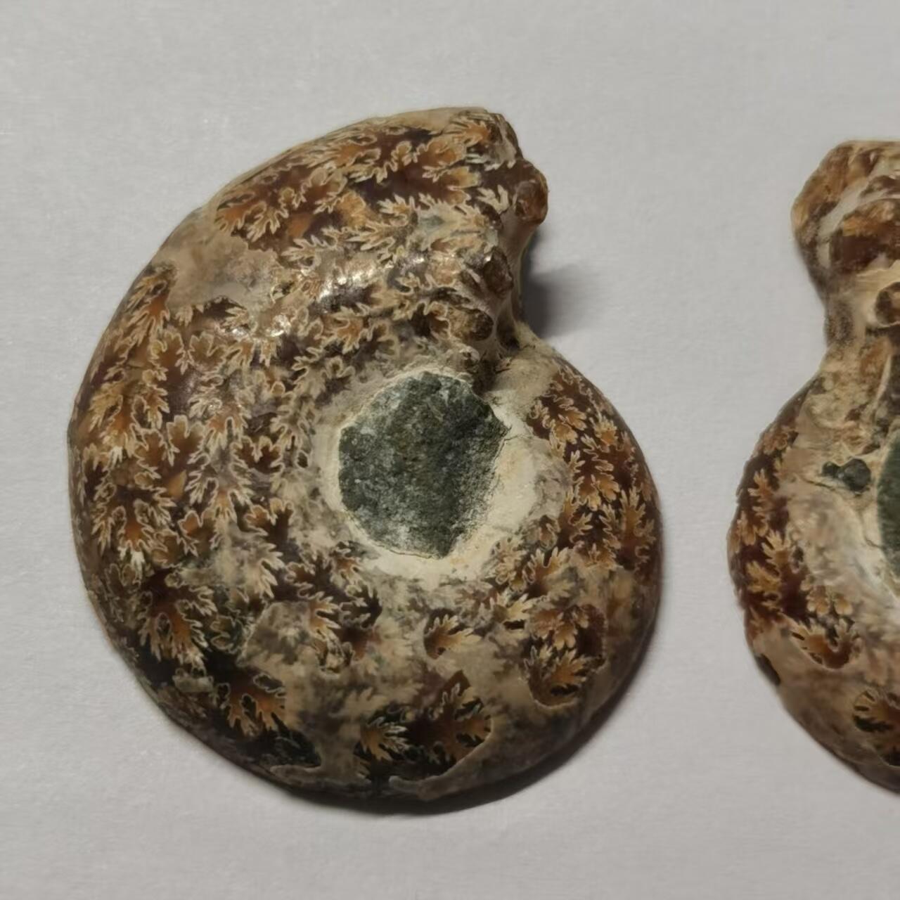 七河·世界币章水晶矿标化石杂件小拍（总第42期）（周一结标） 藏家出品X796（8）马达加斯加中生代菊石化石对开品 本件拍品由合作藏家负责邮寄