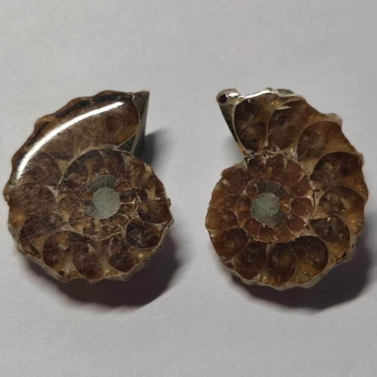 七河·世界币章水晶矿标化石杂件小拍（总第42期）（周一结标） 藏家出品X798（5）马达加斯加中生代菊石化石对开品 本件拍品由合作藏家负责邮寄