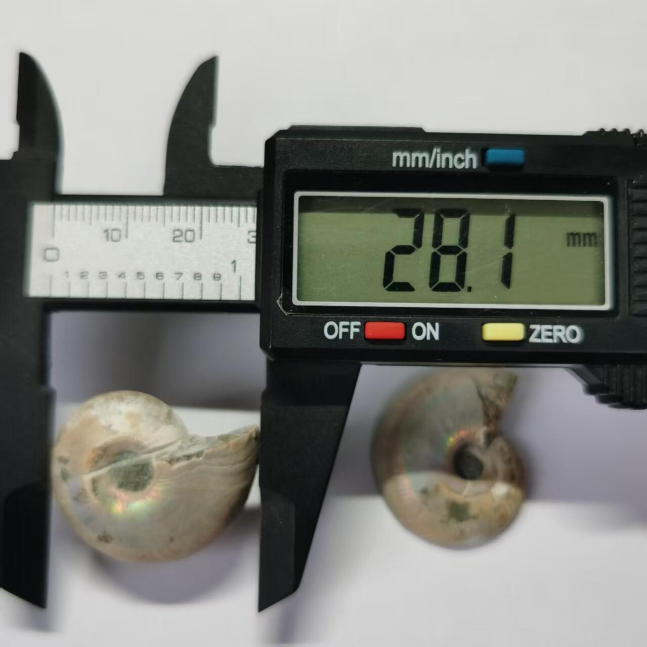 七河·世界币章水晶矿标化石杂件小拍（总第42期）（周一结标） 藏家出品X790（8）马达加斯加中生代菊石化石对开品 本件拍品由合作藏家负责邮寄