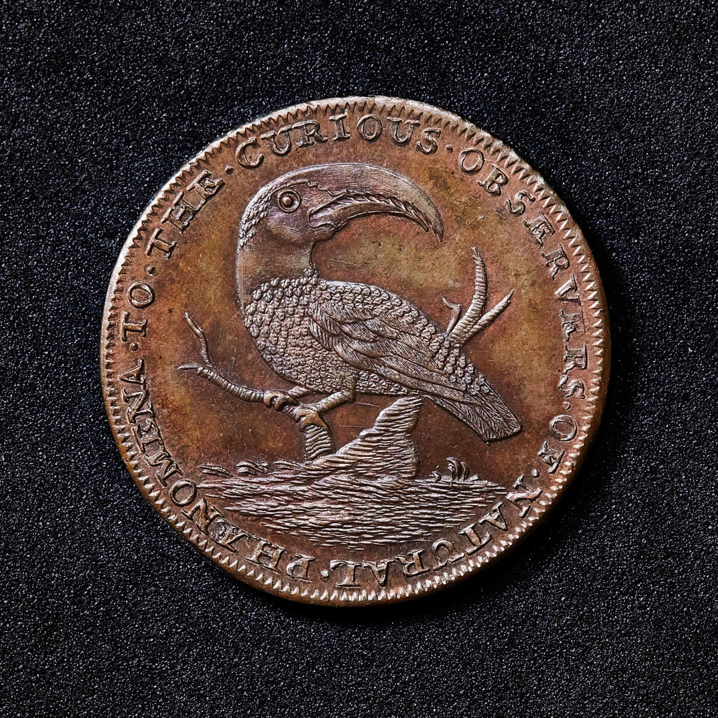 【俄甄集藏】2026年(049)03-18星期三 晚 19:30 全场包邮 英国伦敦18世纪末乔治三世时期“自然现象好奇观察者”系列-巨嘴鸟1/2便士代用铜币，类精制底板，原铜光犹存，直径：28mm，重量：9克，少见品种