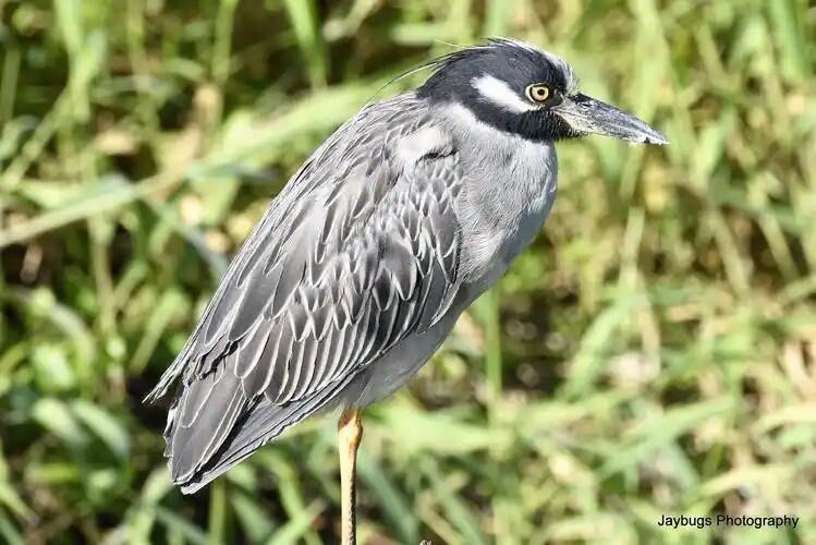 【俄甄集藏】2026年(049)03-18星期三 晚 19:30 全场包邮 英属百慕大1991年动物保护系列眼斑龙虾与皇冠夜莺2元精制大银币一对，单枚重28.28克，925银，发行量3000枚