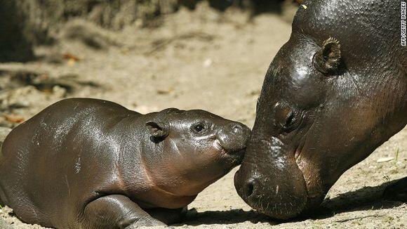 【俄甄集藏】2026年(049)03-18星期三 晚 19:30 全场包邮 塞拉利昂1987年总统约瑟夫·赛义杜·莫莫头像纪念野生动物保护基金-卑格米小河马10利昂精制大银币，重28.28克，92.5%银，发行量25000枚，设计精美