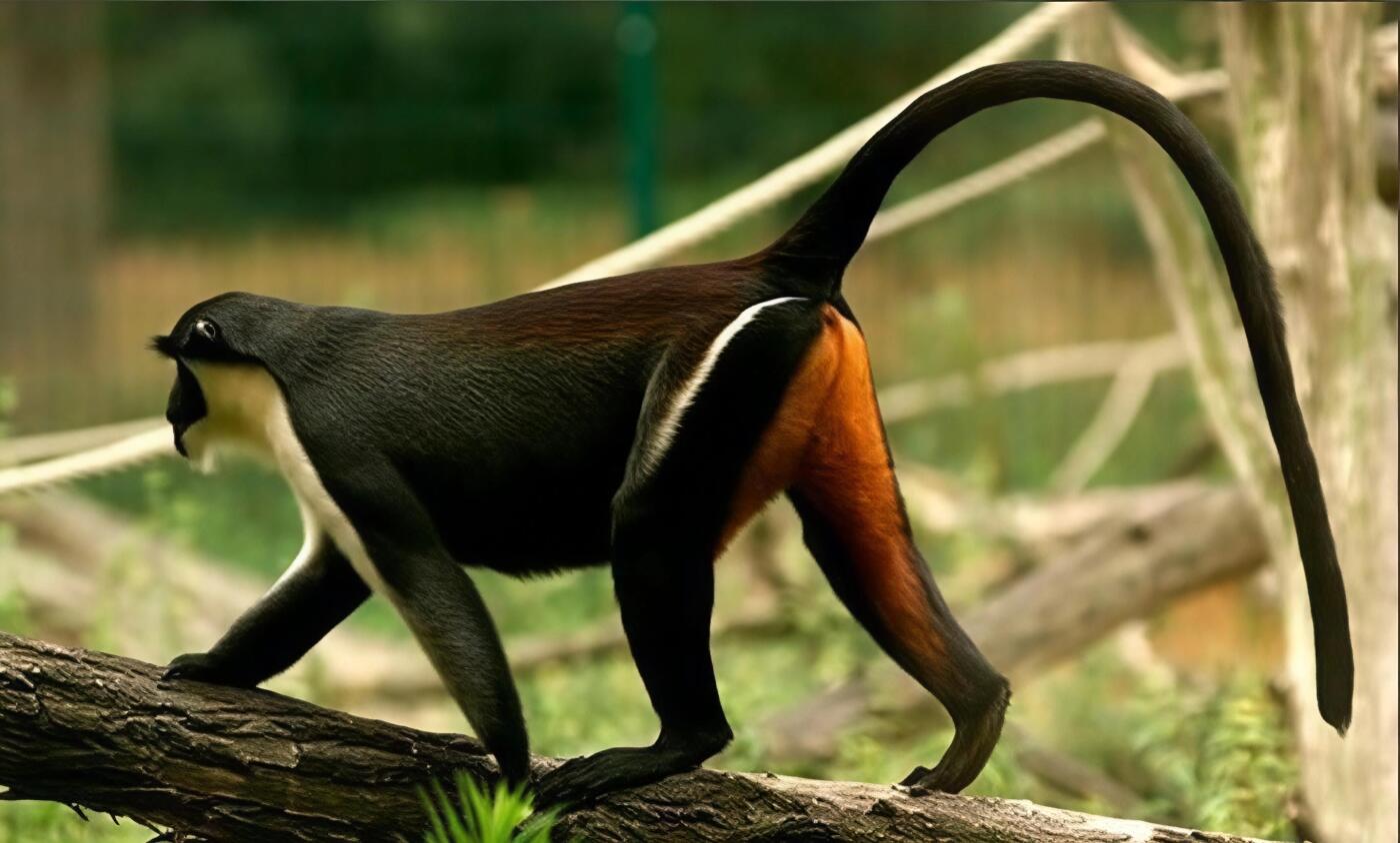 【俄甄集藏】2026年(049)03-18星期三 晚 19:30 全场包邮 利比里亚2000年野生动物系列-黛安娜长尾猴10元精制银币，PCGS PR69DC，重2015克，999银，设计精美