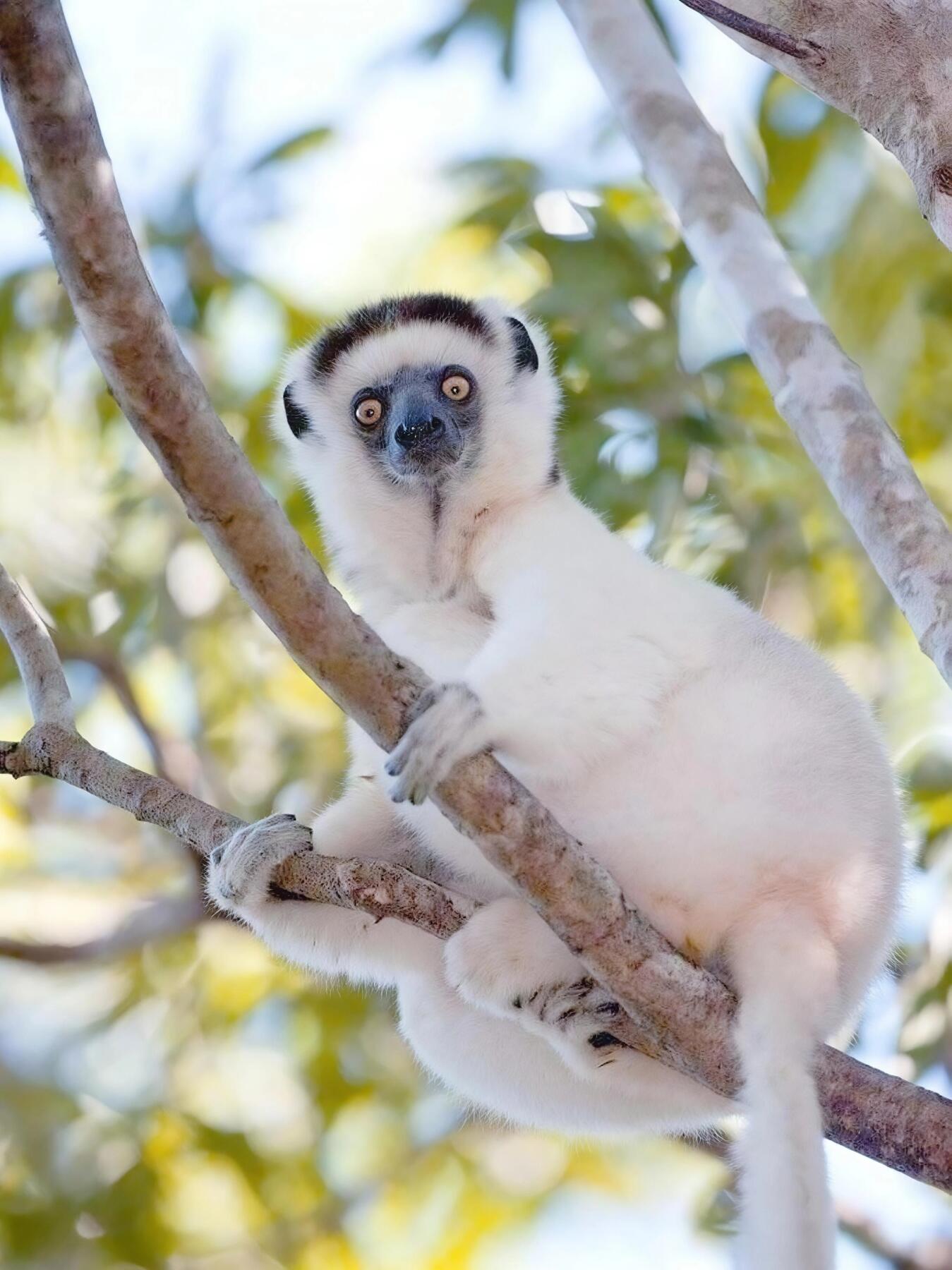 【俄甄集藏】2026年(049)03-18星期三 晚 19:30 全场包邮 多哥2005年野生动物系列-维氏冕狐猴1000法郎精制银币，PCGS PR69DC，重20克，999银，稀少品种