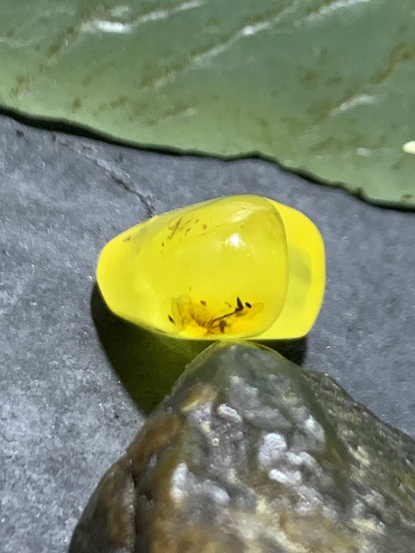 乌克兰蜜蜡爱心形通货戒面一个，