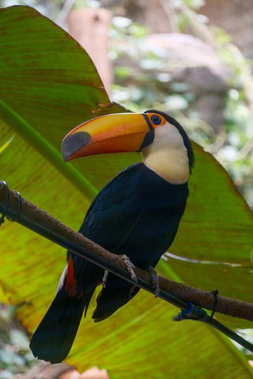 【俄甄集藏】2026年(049)03-18星期三 晚 19:30 全场包邮 英国伦敦18世纪末乔治三世时期“自然现象好奇观察者”系列-巨嘴鸟1/2便士代用铜币，类精制底板，原铜光犹存，直径：28mm，重量：9克，少见品种