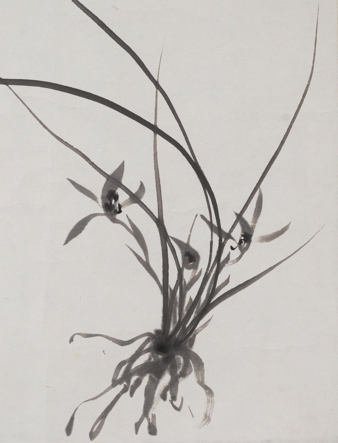 碧月说宝·同一藏家珍藏书画专场 若瓢 兰花