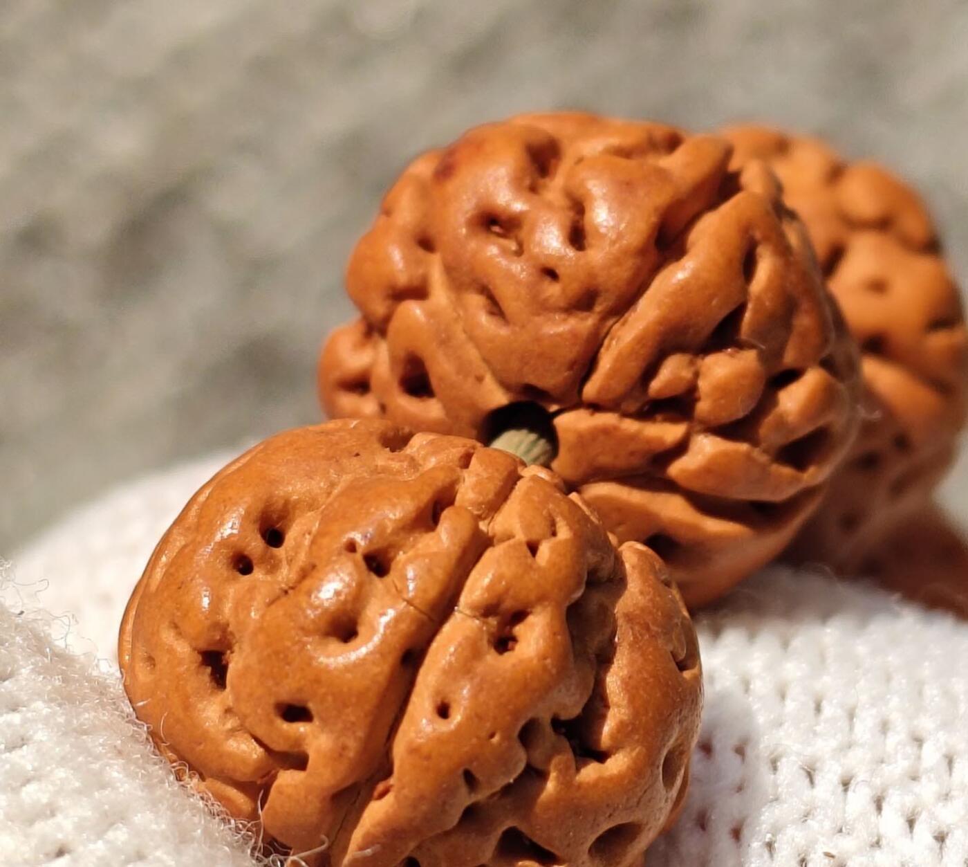 树王大尺寸五瓣小金刚