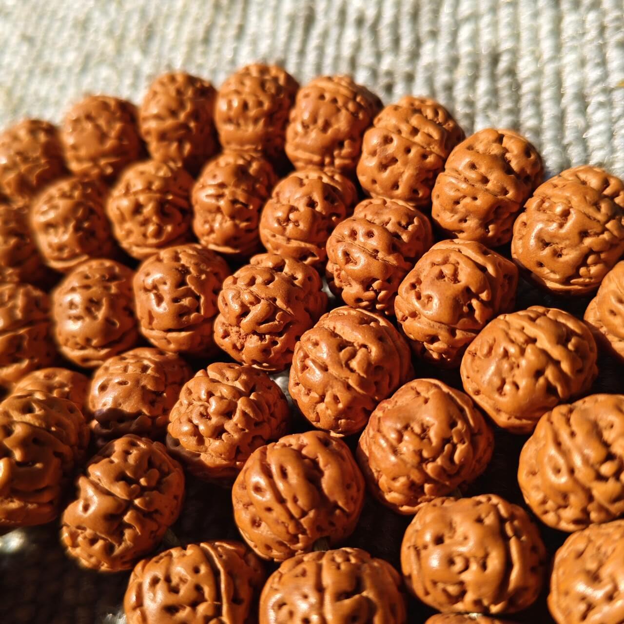 树王大尺寸五瓣小金刚