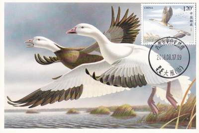 03月26日（周四）20:00 中国大陆天天骨折大会随手拍 - 2018中国大陆《大雁》原地首日极限片 一套一枚