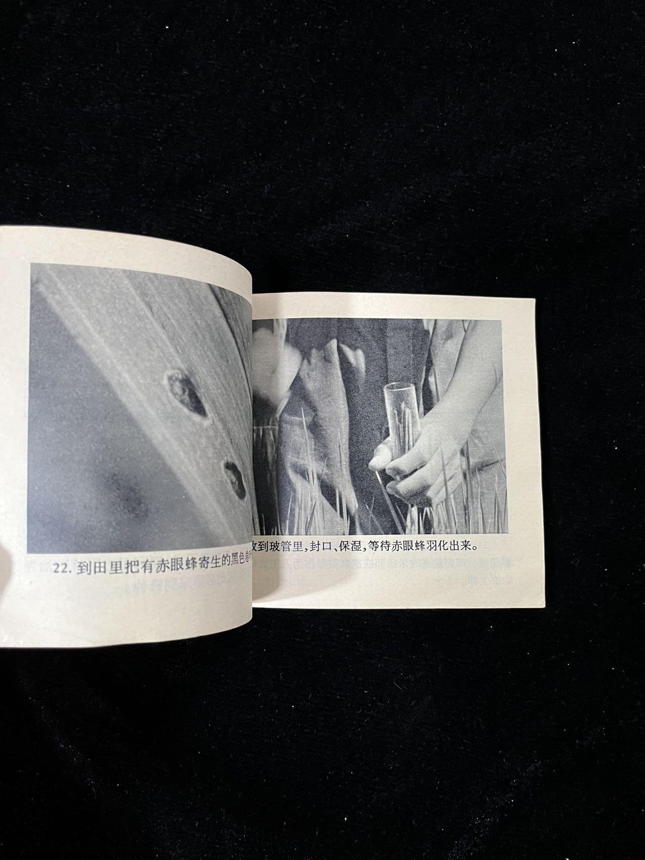 【麦稀奇首场】连环画拍卖 育蜂治虫