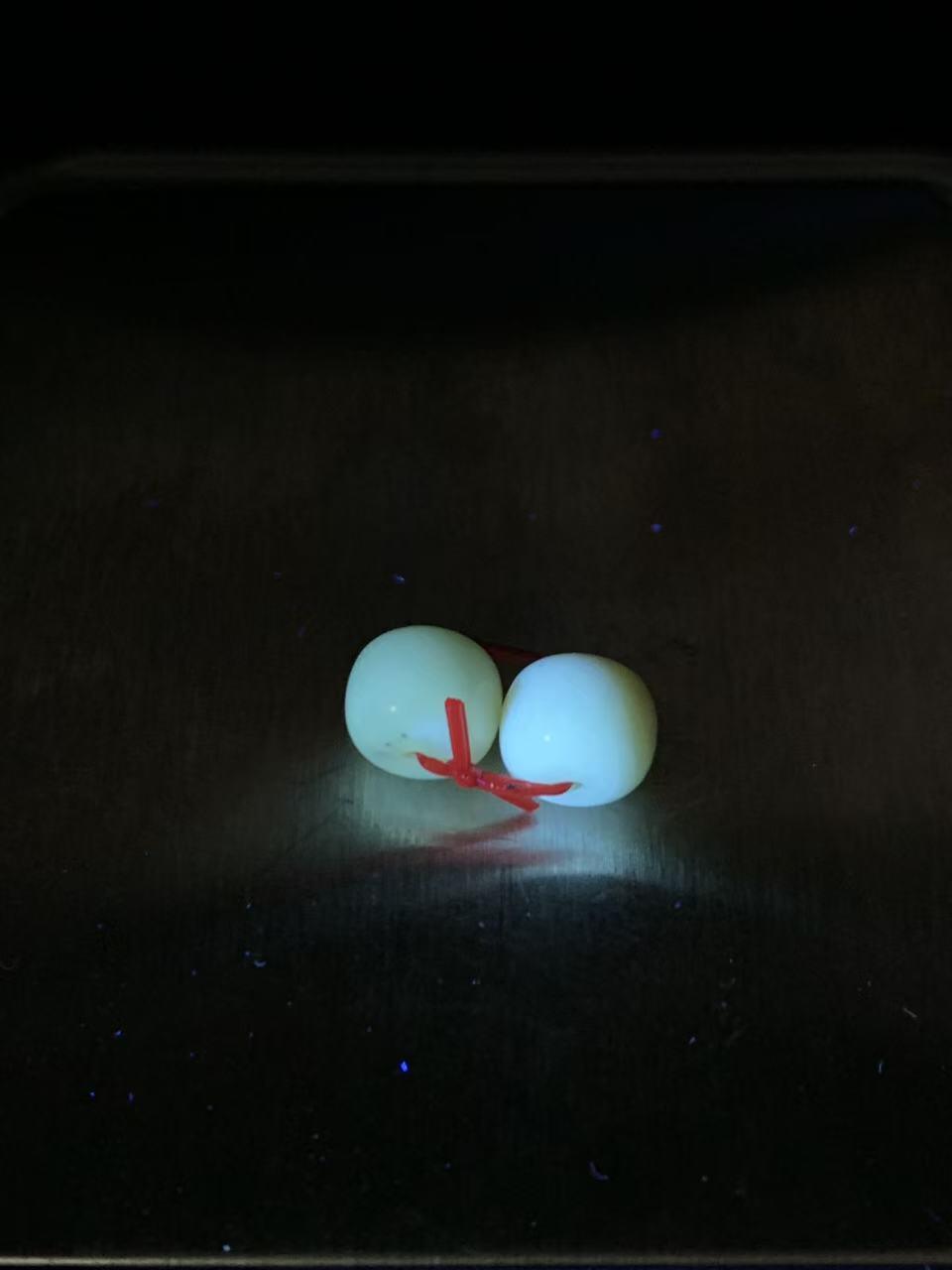 天然俄料原矿蜜蜡小尺寸老形桶珠腰珠两颗