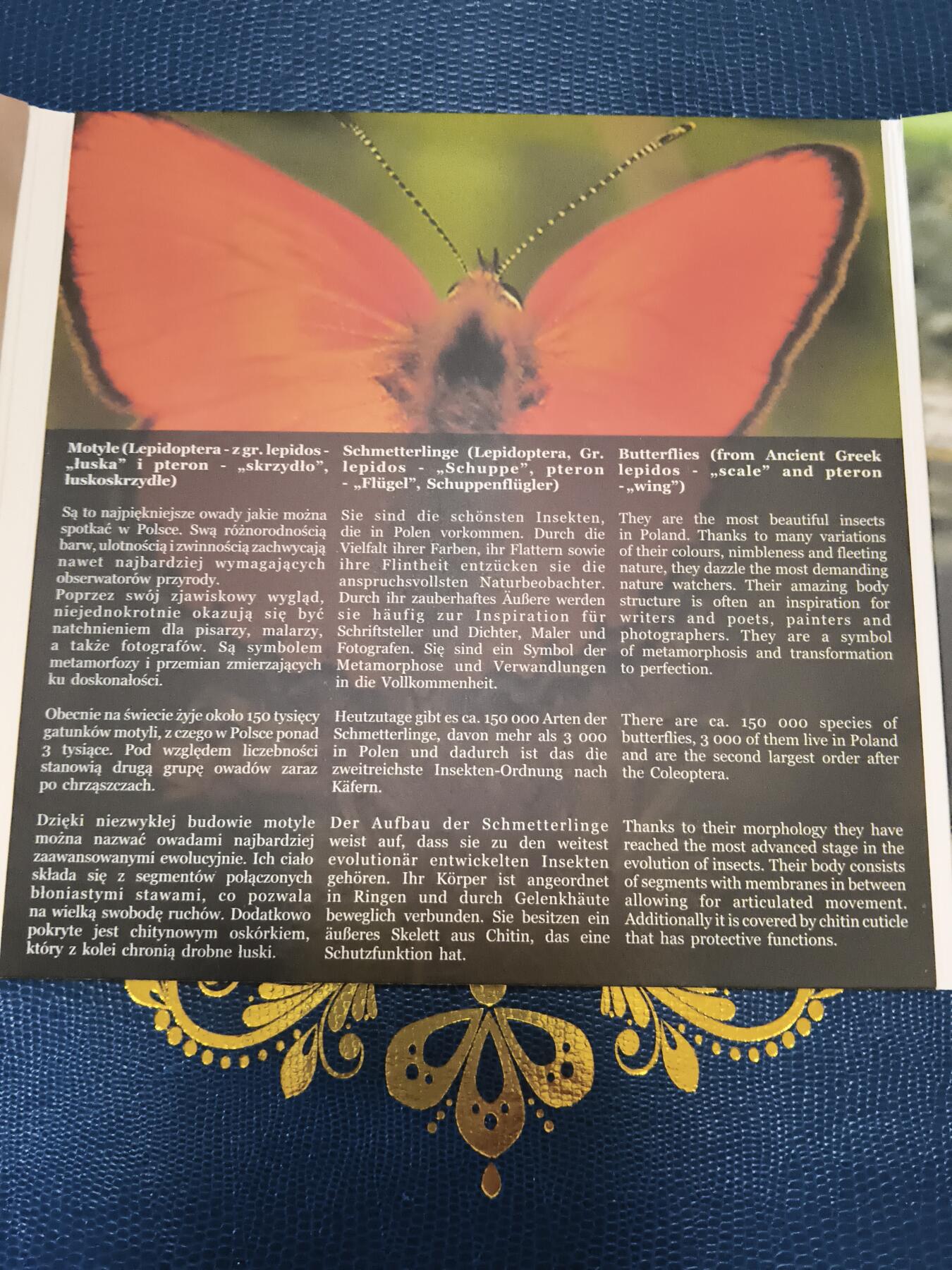 长老汇马年精选第十二场拍卖 2011波兰官方6枚硬币套装卡装，含1枚蓝蝴蝶金属章，稀少，ebay60美金