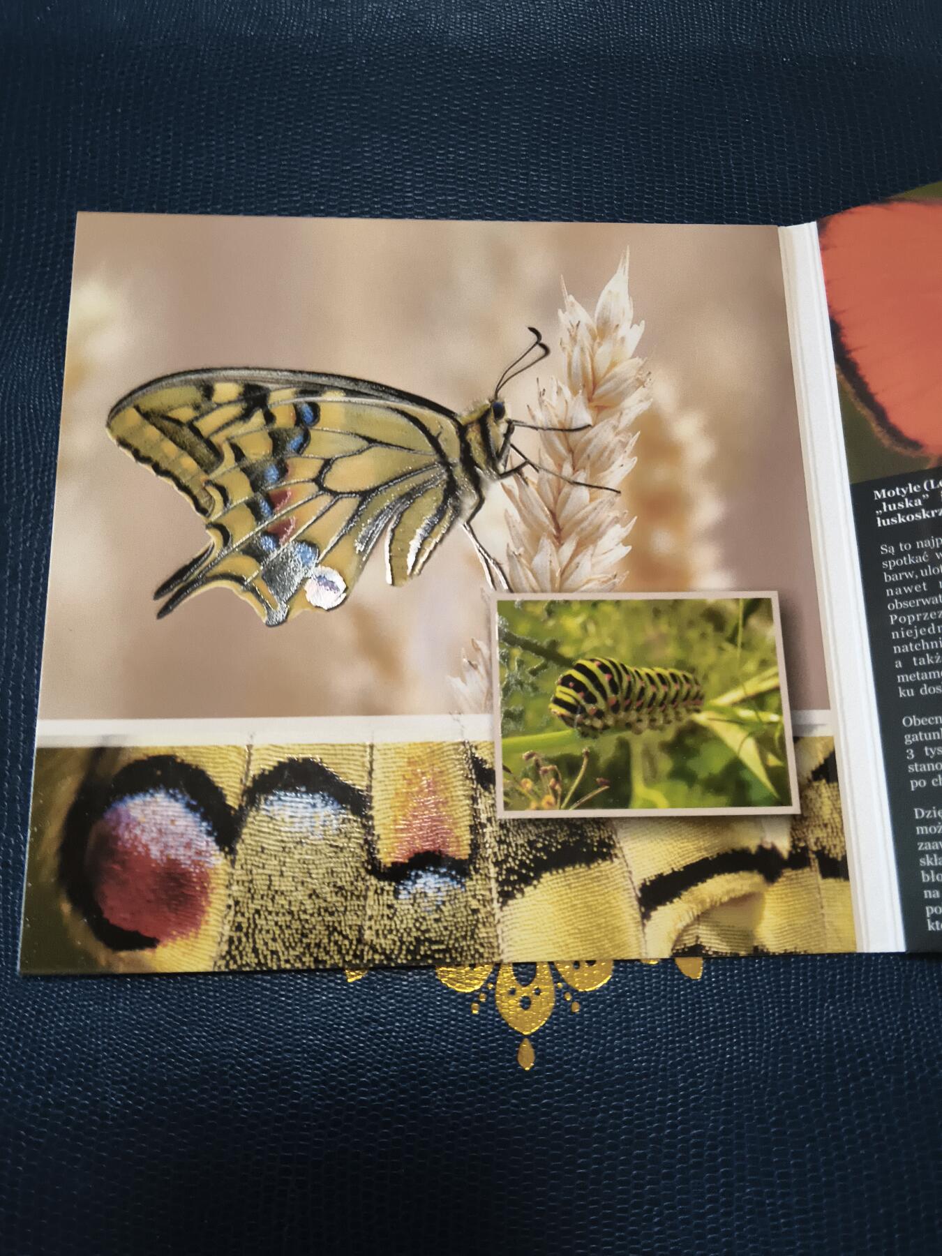 长老汇马年精选第十二场拍卖 2011波兰官方6枚硬币套装卡装，含1枚蓝蝴蝶金属章，稀少，ebay60美金