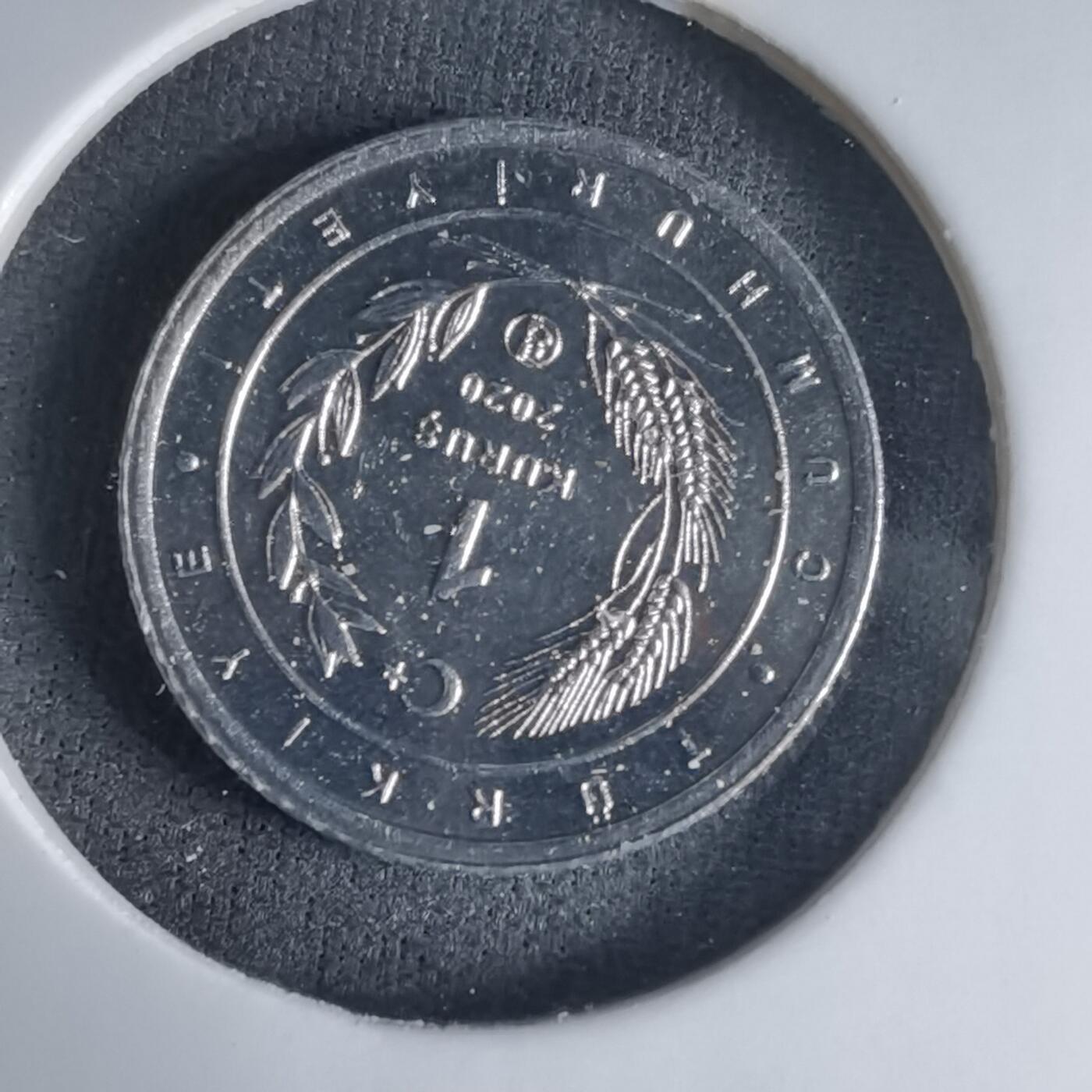 沼泽如烟--第1032场 土耳其小鸟