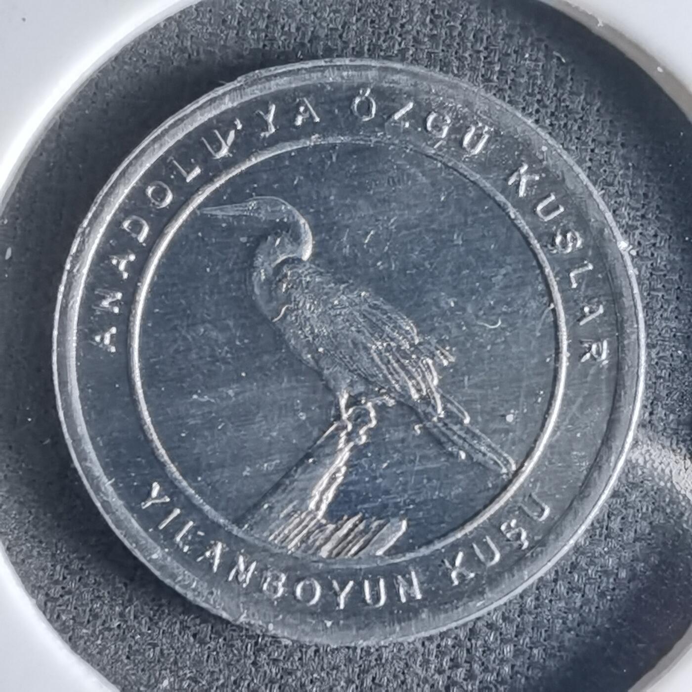 沼泽如烟--第1032场 土耳其小鸟