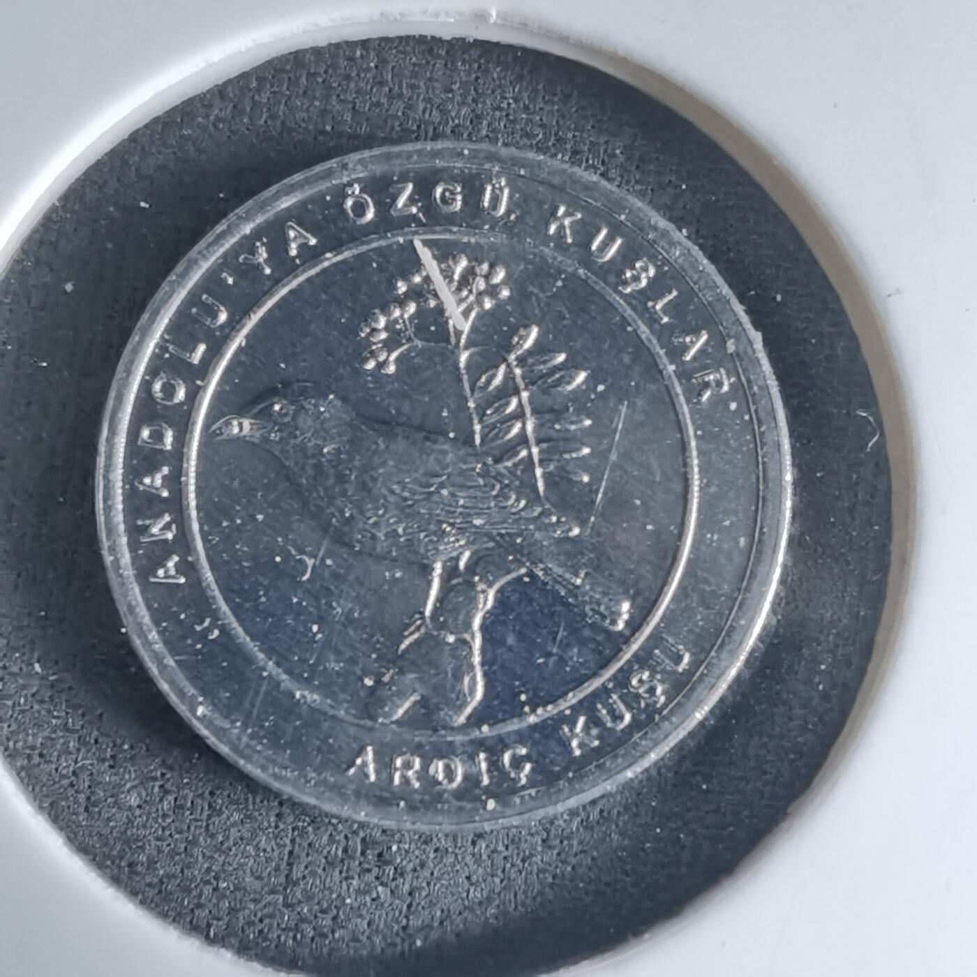 沼泽如烟--第1032场 土耳其小鸟