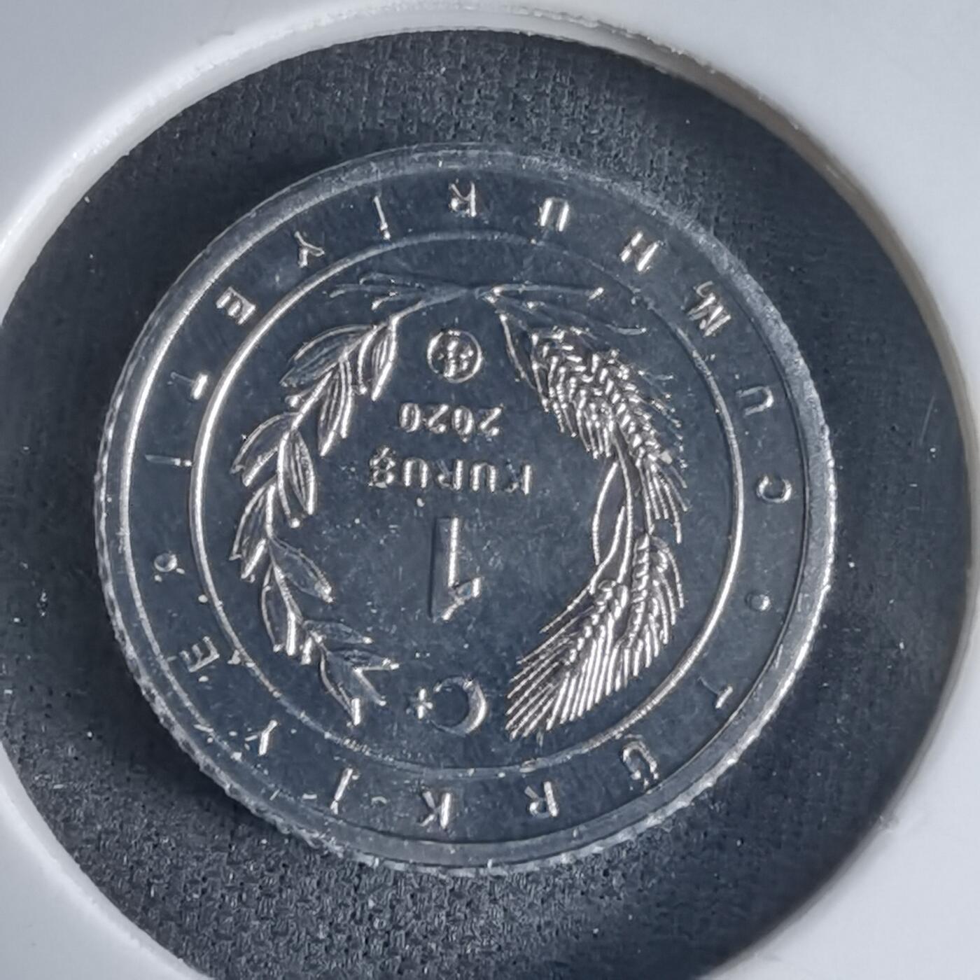 沼泽如烟--第1032场 土耳其小鸟