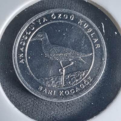 沼泽如烟--第1032场 - 土耳其小鸟