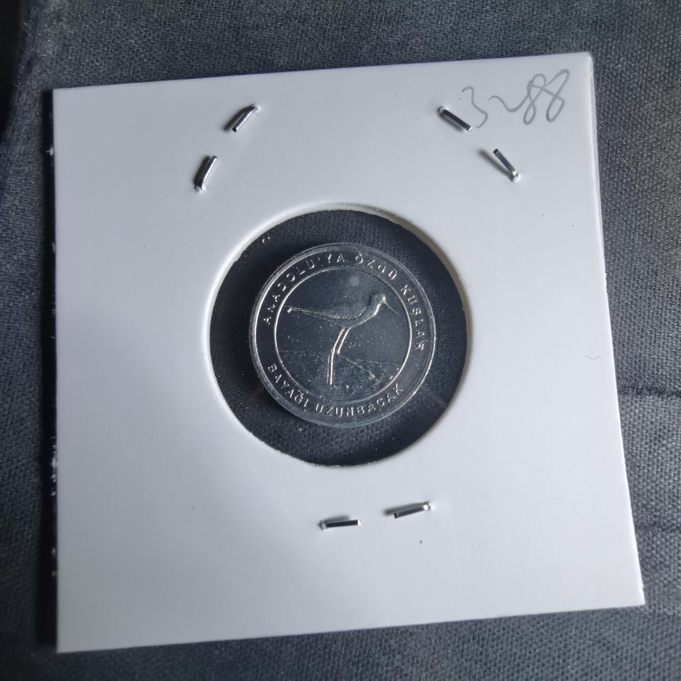 沼泽如烟--第1032场 土耳其小鸟