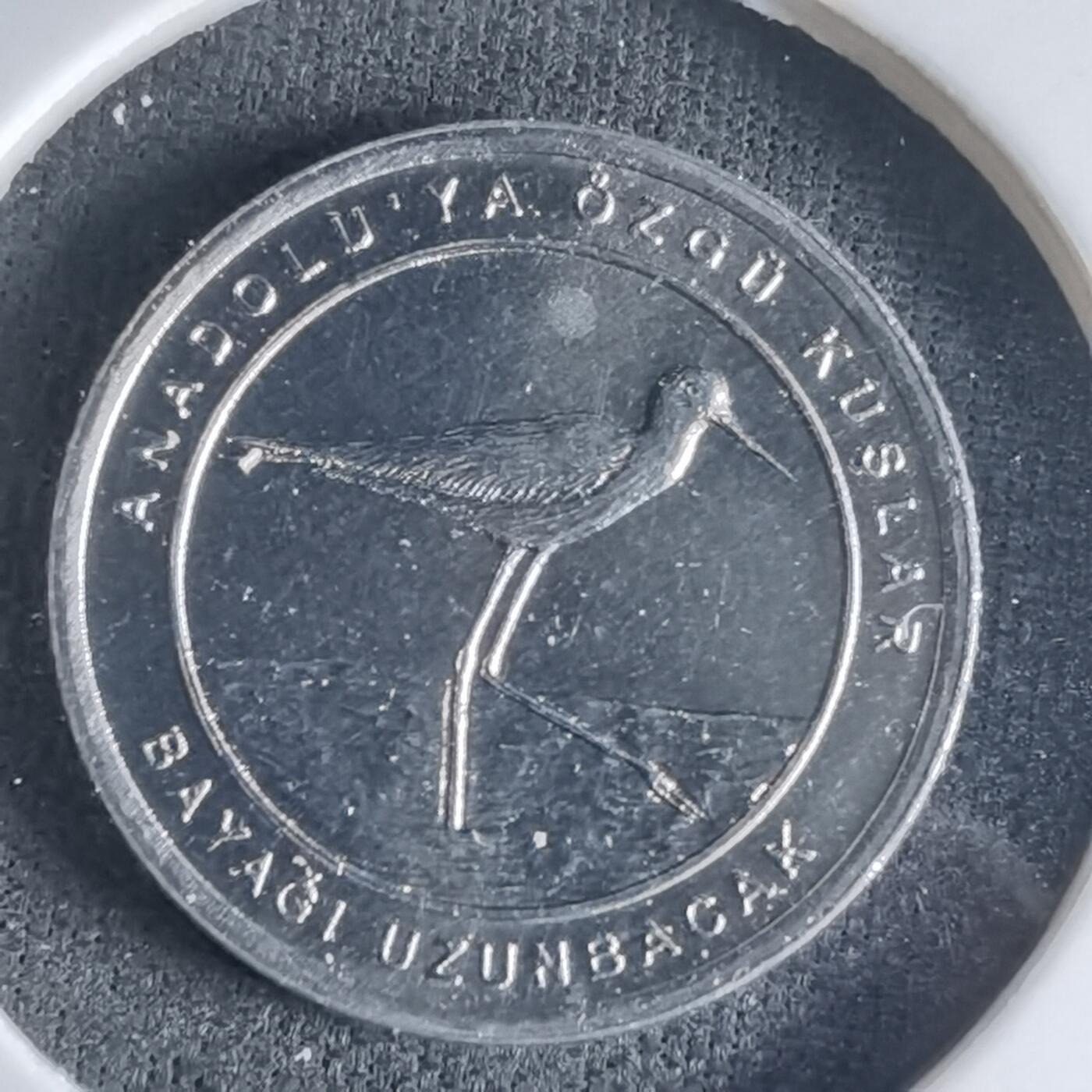 沼泽如烟--第1032场 土耳其小鸟