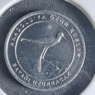 沼泽如烟--第1032场 - 土耳其小鸟