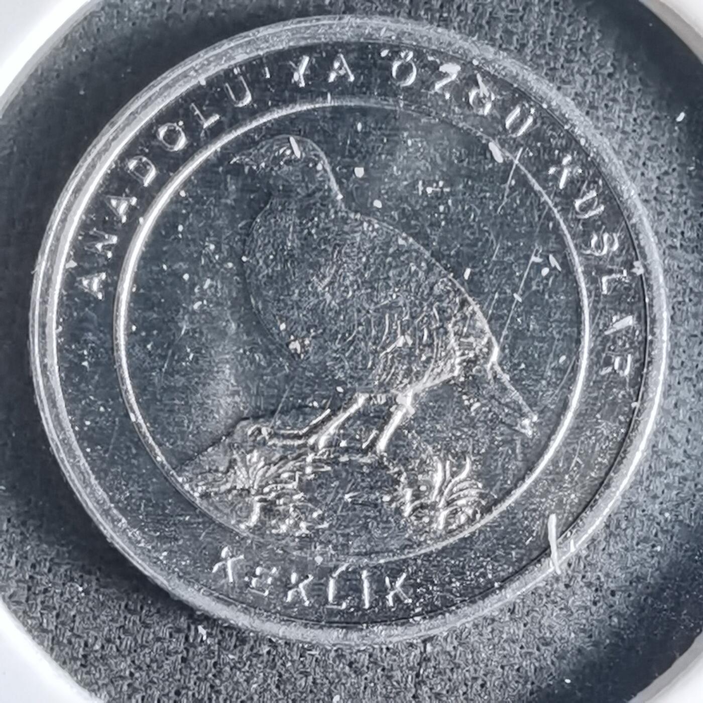 沼泽如烟--第1032场 土耳其小鸟