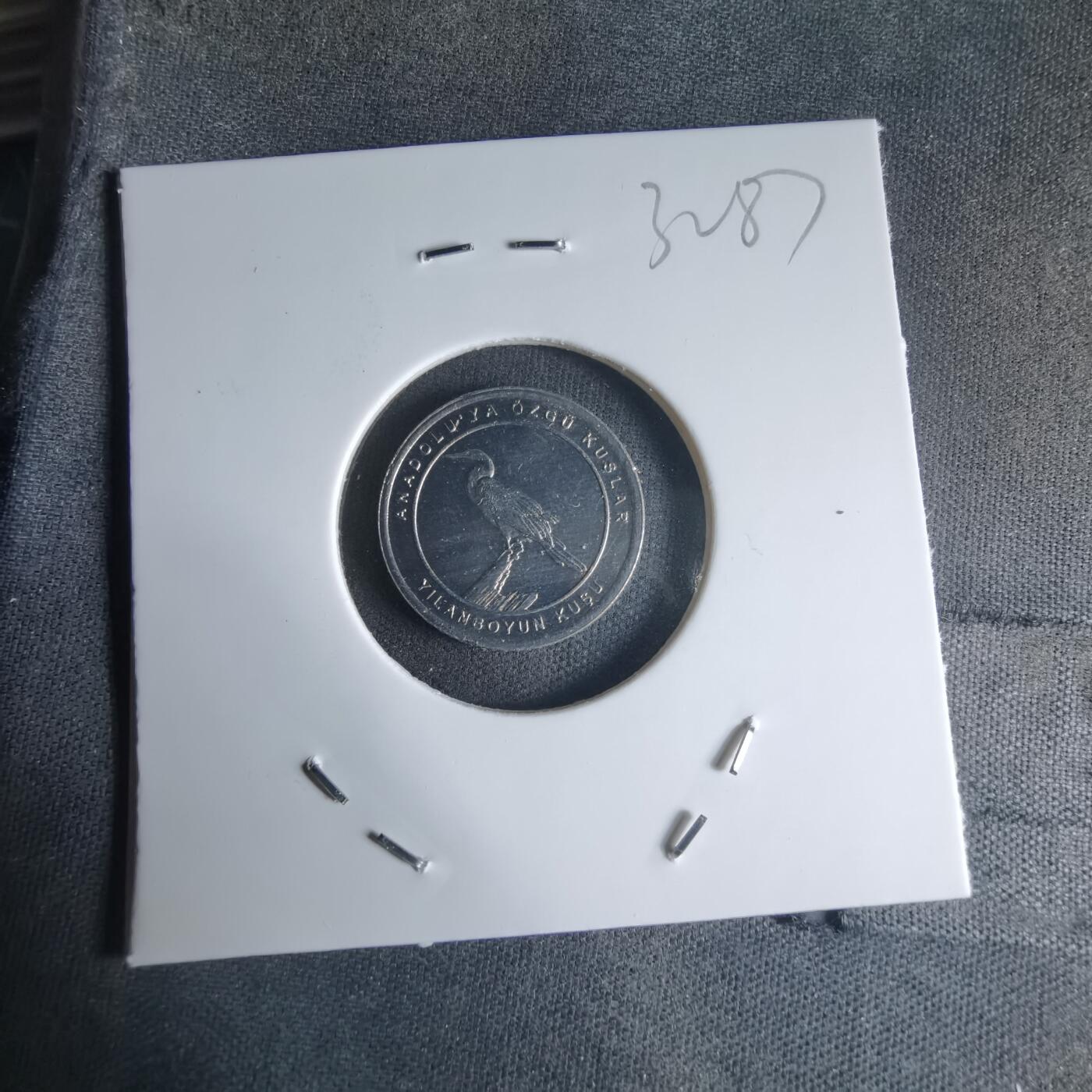 沼泽如烟--第1032场 土耳其小鸟