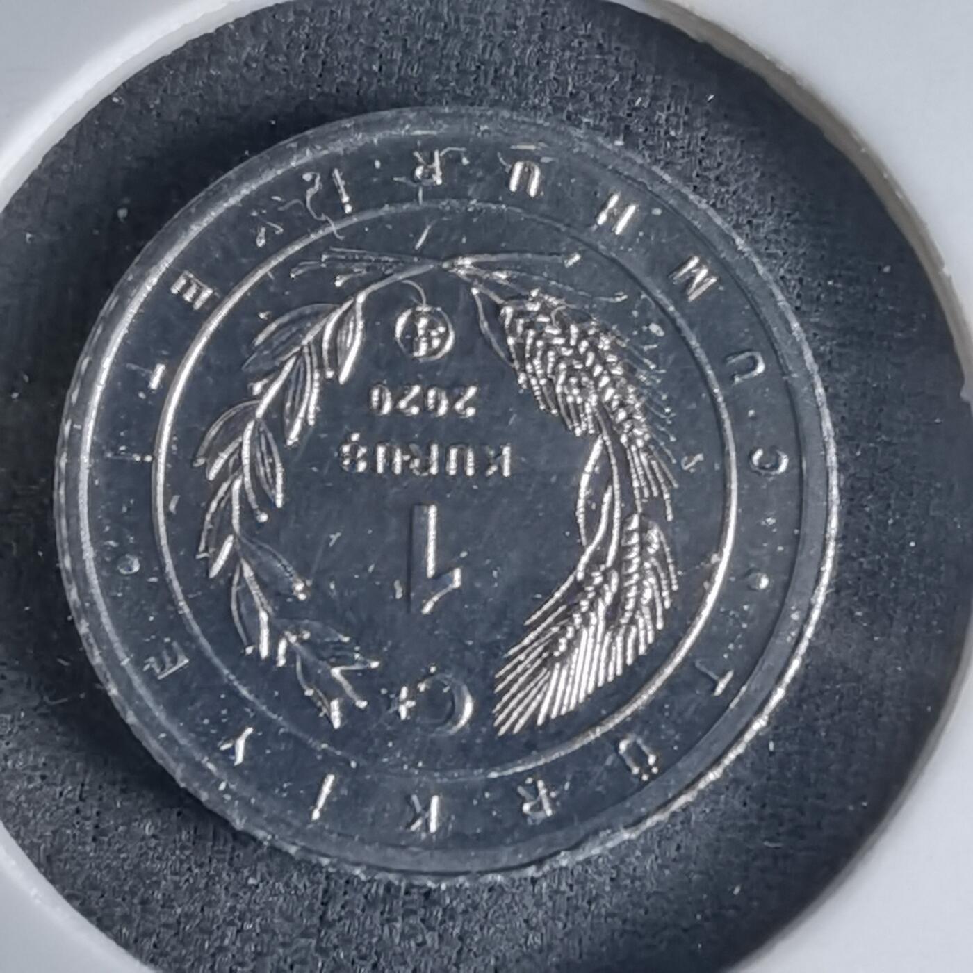 沼泽如烟--第1032场 土耳其小鸟