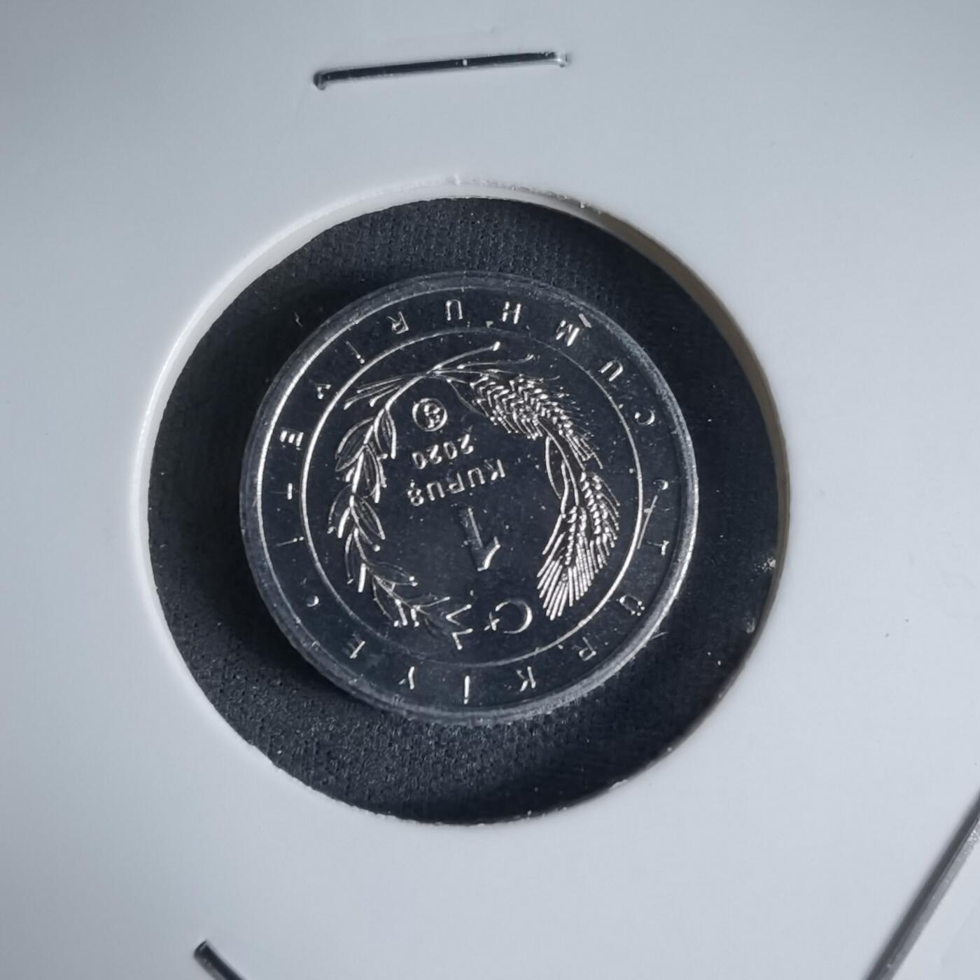 沼泽如烟--第1032场 土耳其小鸟