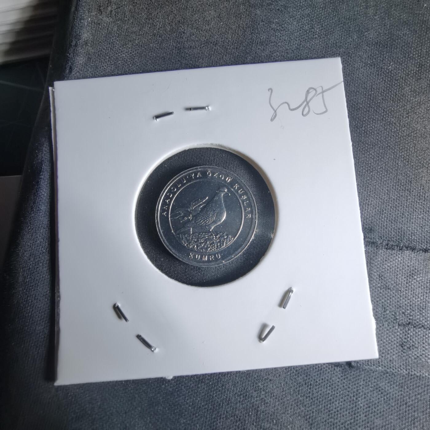 沼泽如烟--第1032场 土耳其小鸟