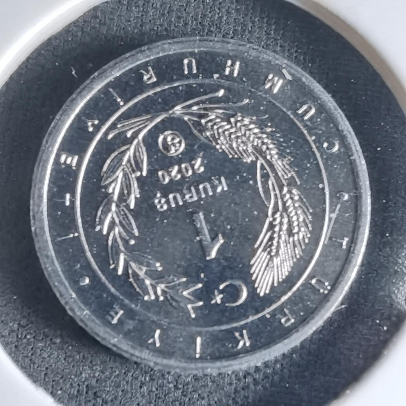 沼泽如烟--第1032场 土耳其小鸟