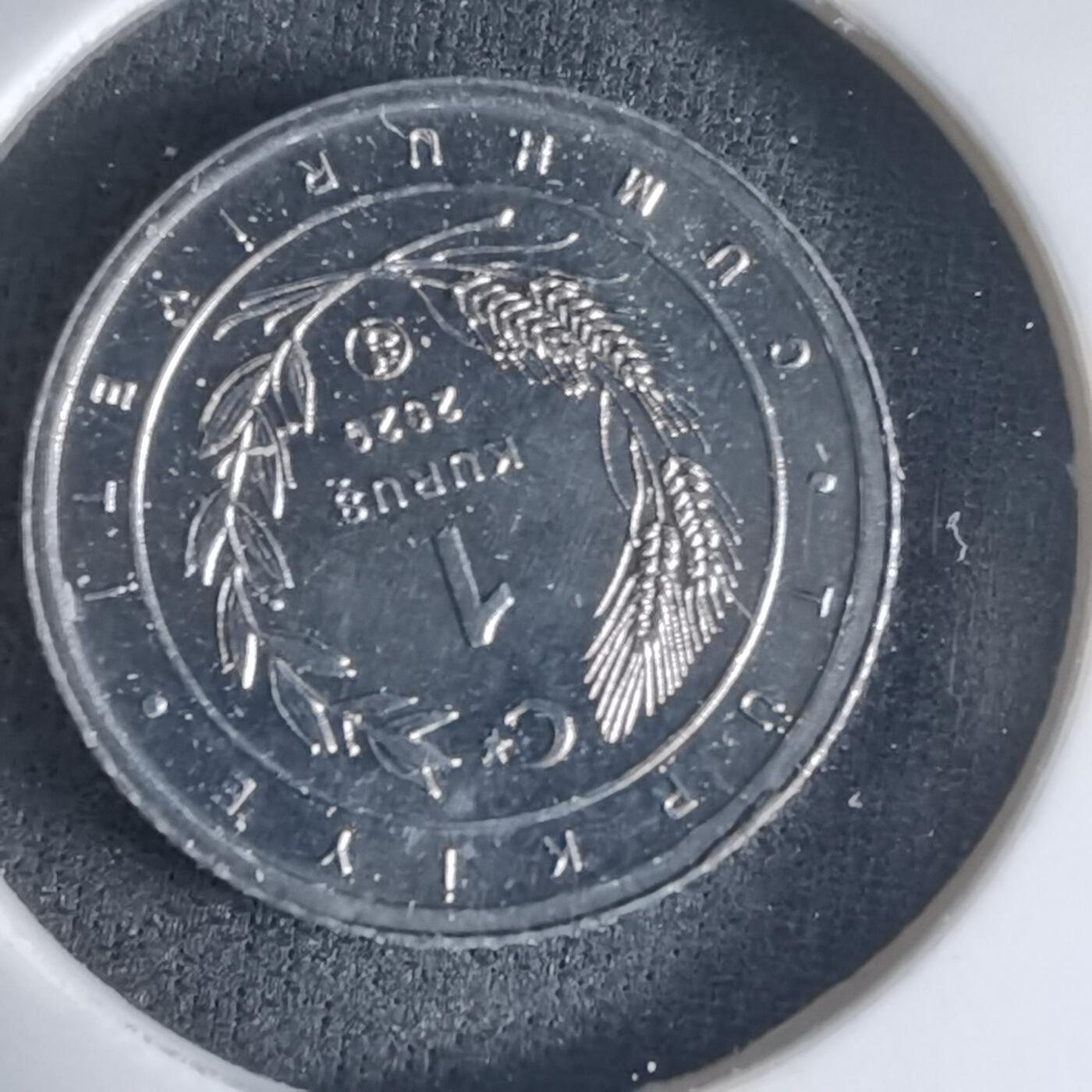 沼泽如烟--第1032场 土耳其小鸟