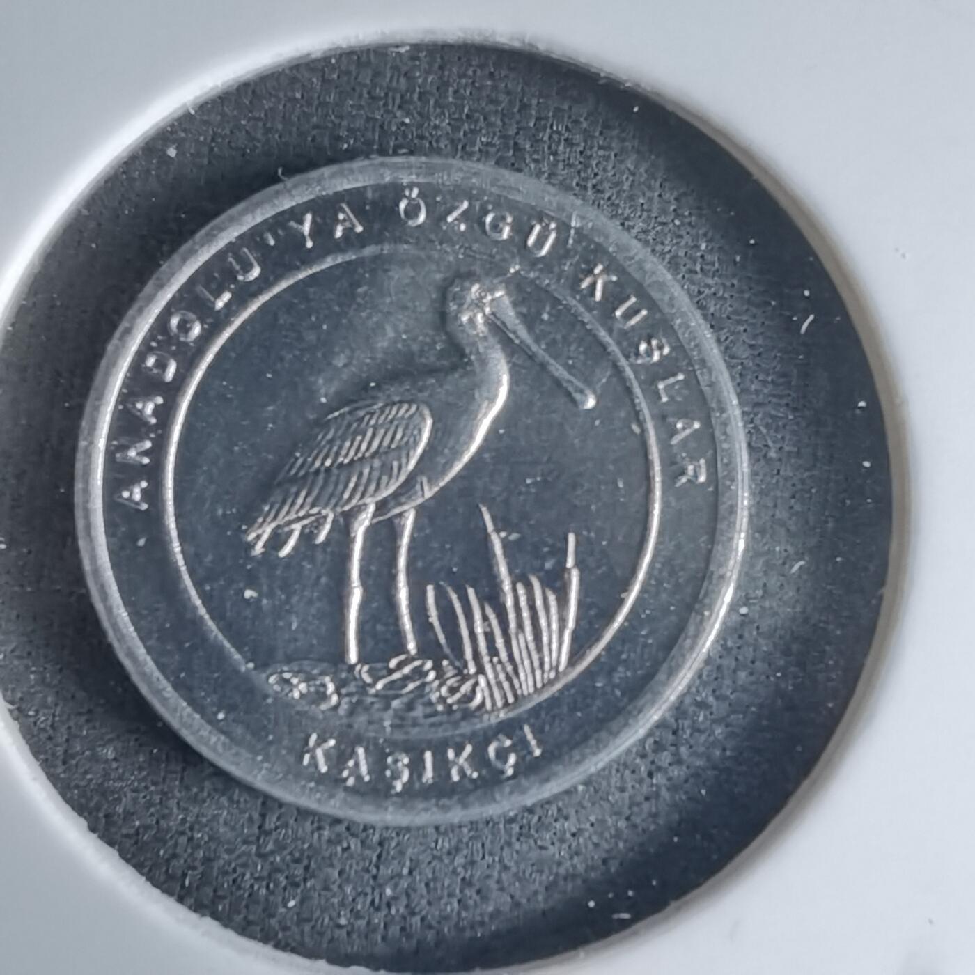 沼泽如烟--第1032场 土耳其小鸟