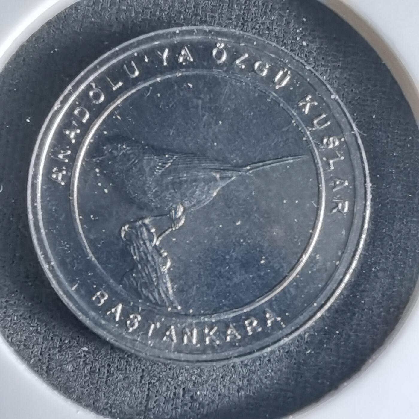 沼泽如烟--第1032场 土耳其小鸟