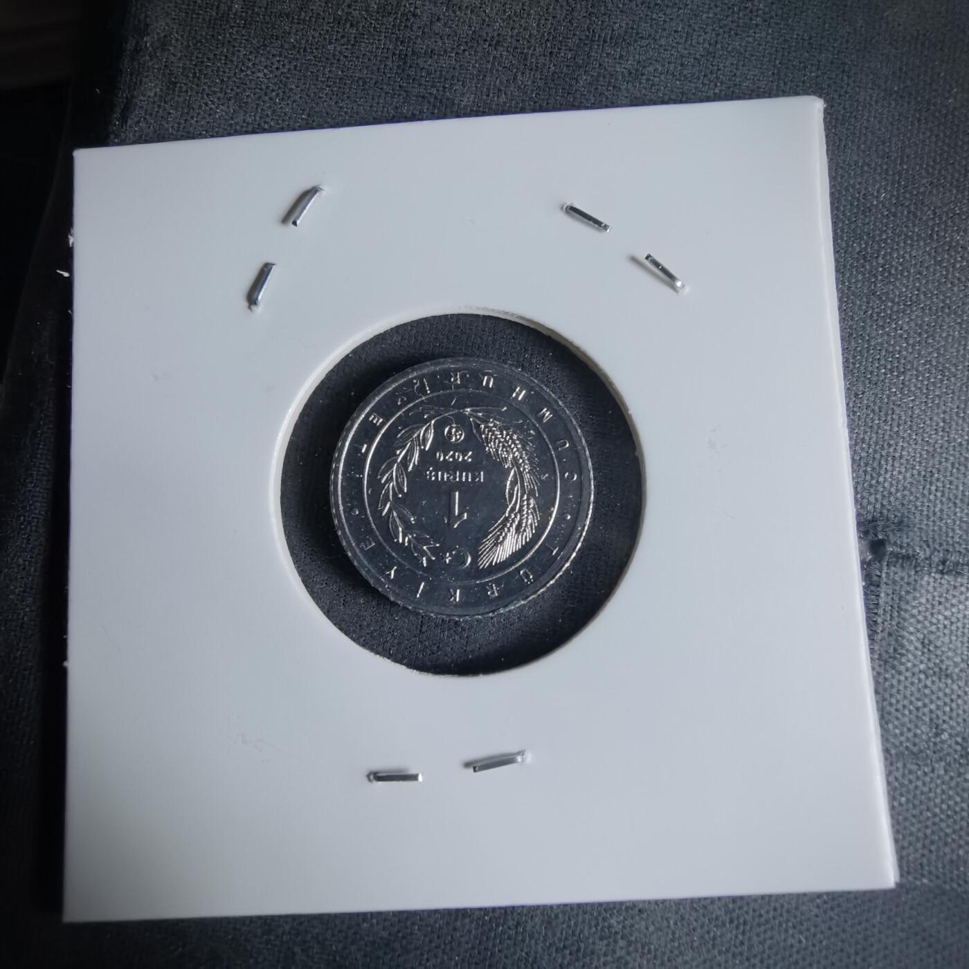 沼泽如烟--第1032场 土耳其小鸟