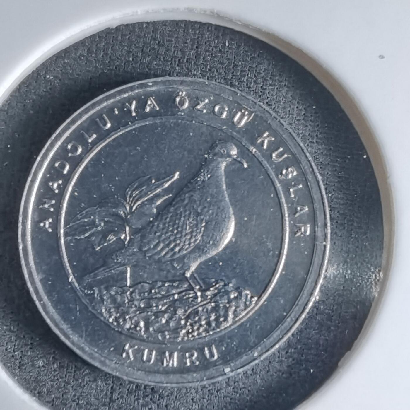 沼泽如烟--第1032场 土耳其小鸟