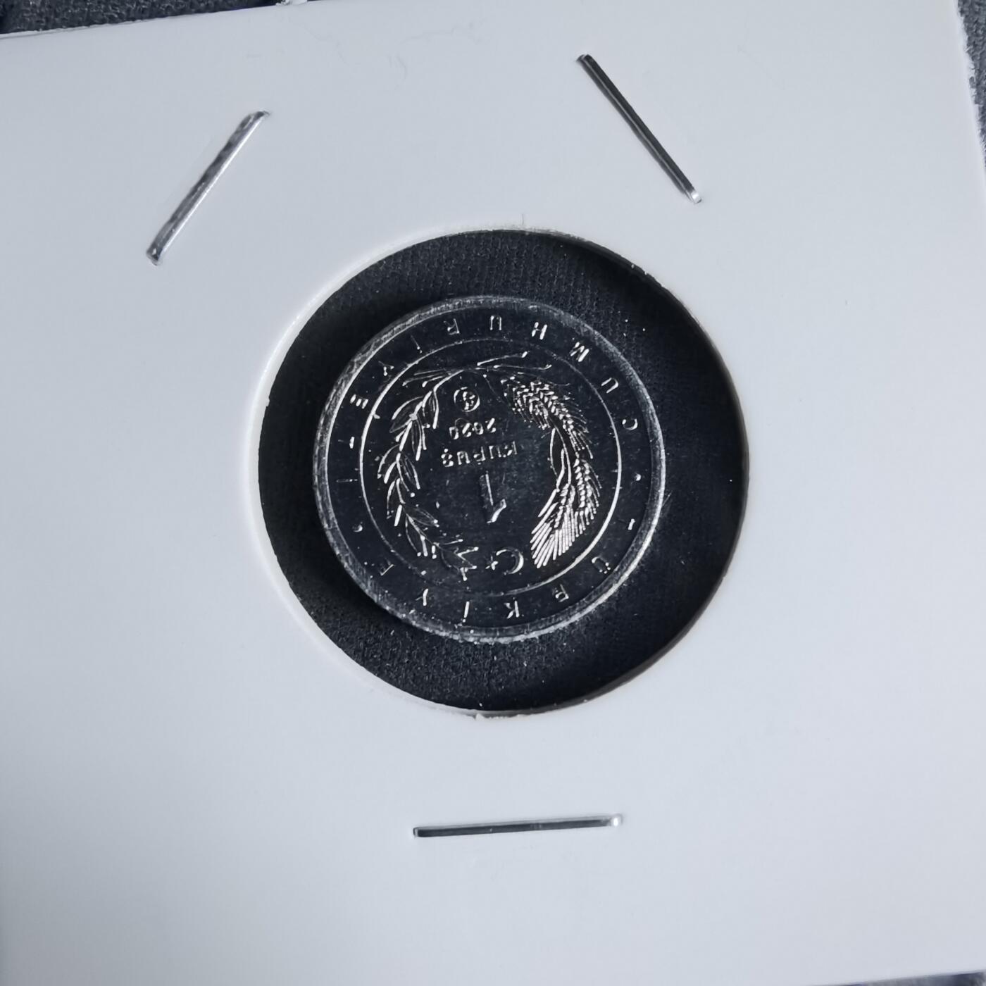 沼泽如烟--第1032场 土耳其小鸟