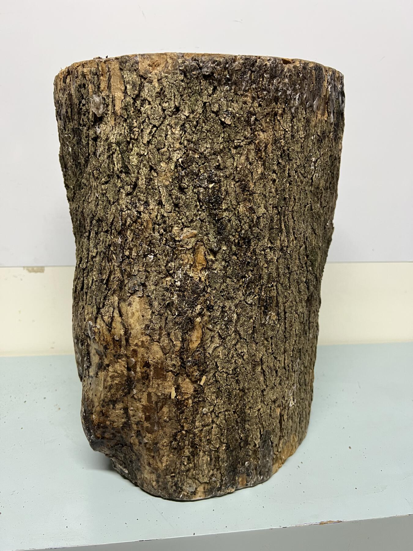 零元拍：金丝楠圆墩凳子摆件，重量11.6公斤。高：320高/285/240MM。