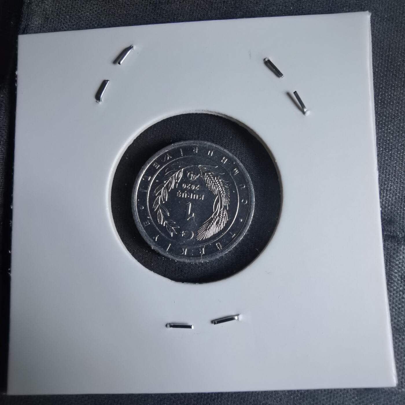 沼泽如烟--第1032场 土耳其小鸟