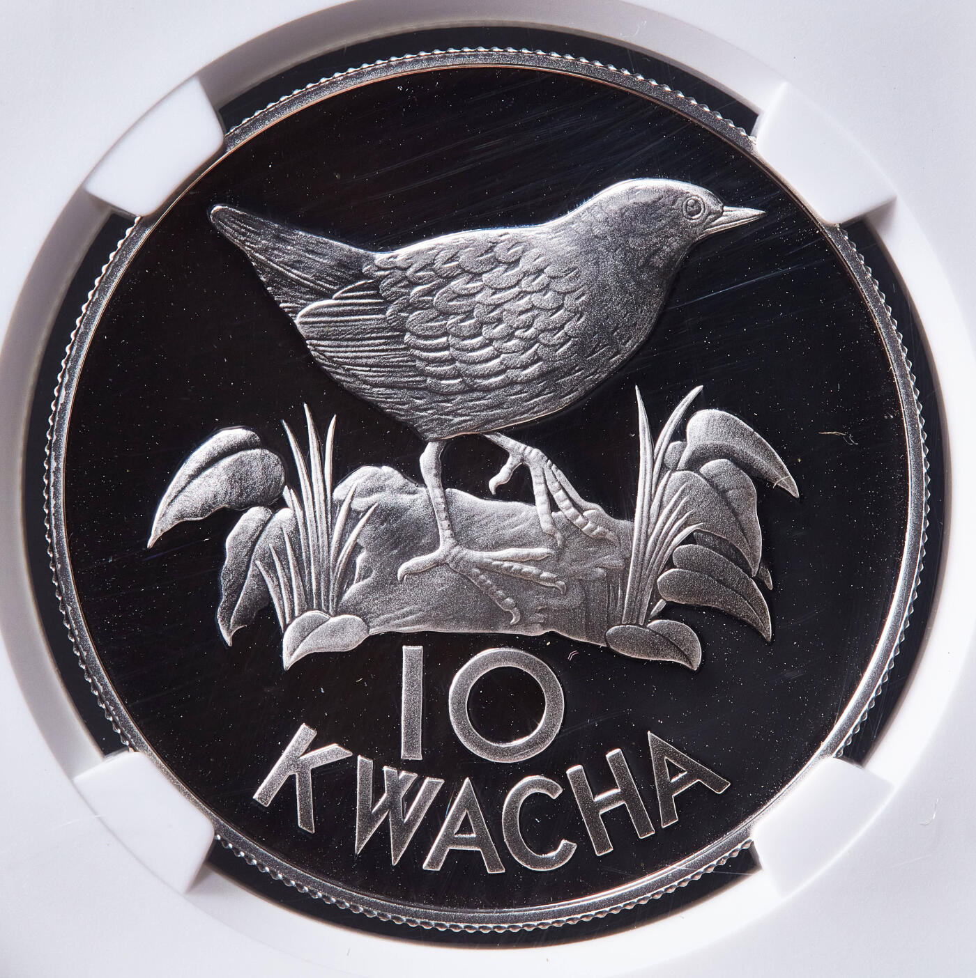 【俄甄集藏】2026年(050)04-01星期三 晚 19:30 全场包邮 赞比亚1986年野生动物保护基金会-白翅侏秧鸡10克瓦查精制大银币，NGC PF69UC，重27.22克925银，发行量25000枚，经典品种